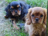 3 magnifiques chiots Cavalier King Charles à vendre