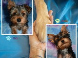 Magnifiques chiots Yorkshire  (SPECIAL)  à vendre