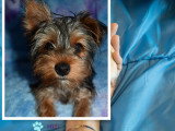 Magnifique chiot Yorkshire  (SPECIAL)
