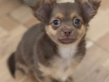 Chiot Chihuahua à poil long à vendre