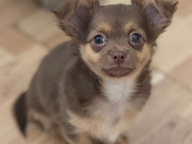 Chiot Chihuahua à poil long cherche sa famille