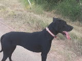 Chienne Beauceron croisée Border à donner