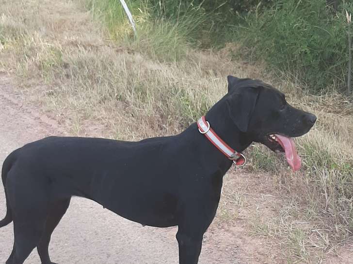 Chienne Beauceron croisée Border à donner
