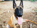 Malinois à donner suite à une mutation à l'étranger