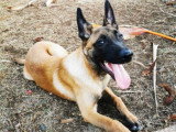 Malinois à donner suite à une mutation à l'étranger