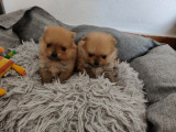 Chiots Spitz Nain Pomeranien à vendre