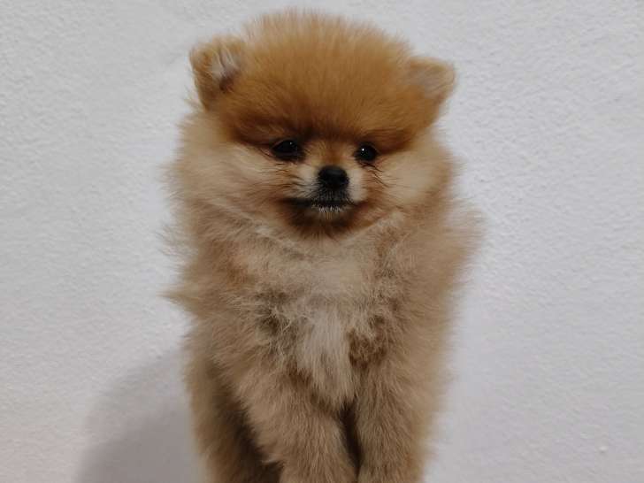 Aiko