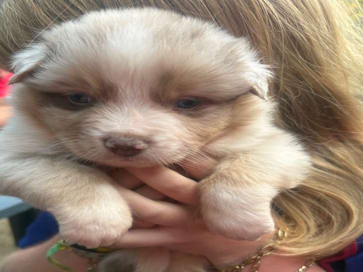 Chiots Berger Australien à vendre
