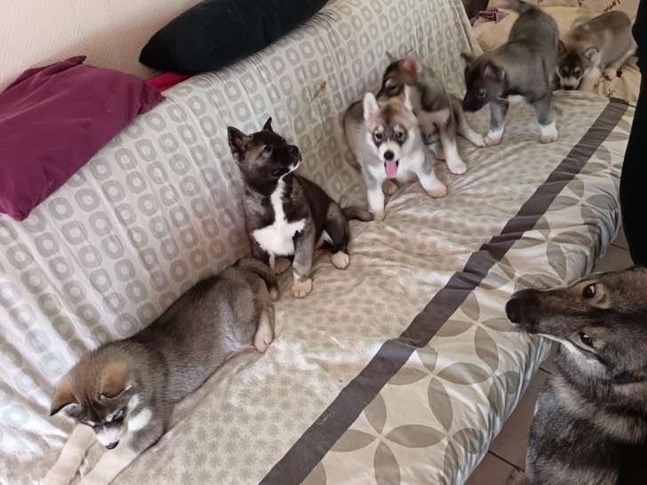 Chiots de race Husky Sibérien à vendre (3 femelles & 2 mâles)