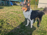 Chien Berger Shetand de 1 an et demi à vendre