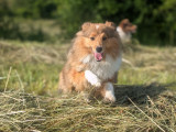 Chiots Berger Shetland à naître