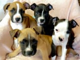 Chiots American Staff à vendre