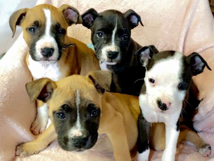 Chiots American Staff à vendre