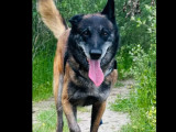 À adopter : chien Berger Malinois de 9 ans