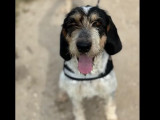 Disponible à l'adoption : chienne Griffon Bleu de Gascogne tricolore
