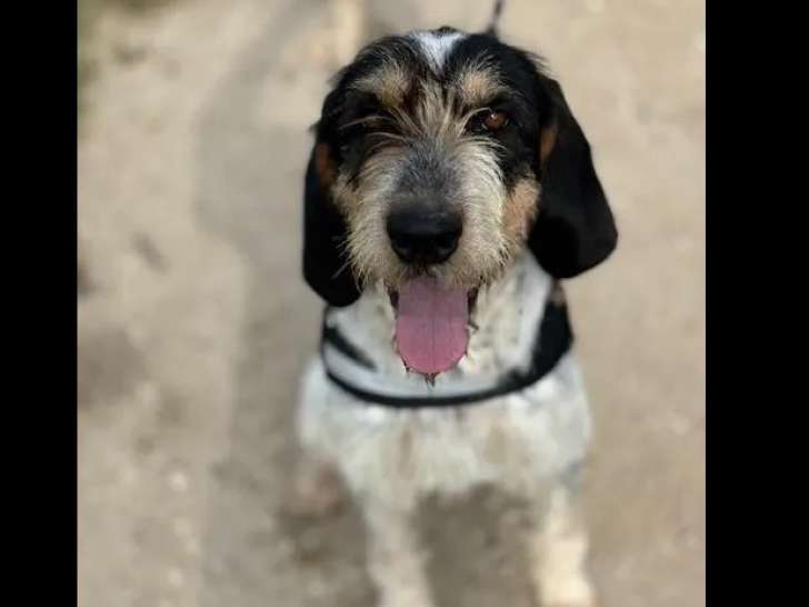 Disponible à l'adoption : chienne Griffon Bleu de Gascogne tricolore