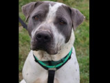 En attente d'adoption : chien American Bully gris et blanc