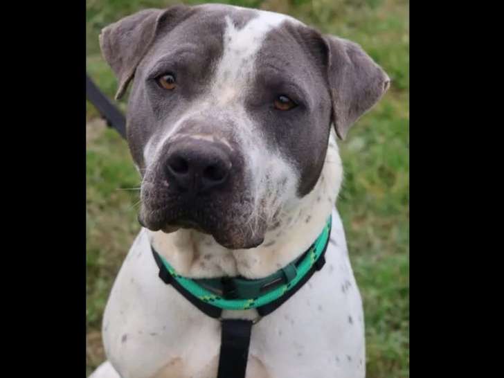 En attente d'adoption : chien American Bully gris et blanc