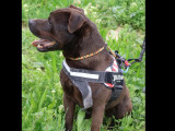 Prêt pour l'adoption : chien Staffordshire Américain Terrier marron