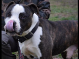 En attente d’un foyer : chien Staffordshire Américain Terrier adulte