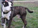 En attente d’un foyer : chien Staffordshire Américain Terrier adulte