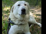 À accueillir : chienne de Montagne des Pyrénées blanche