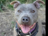 En quête d'un foyer : chienne Staffordshire Américain Terrier gris