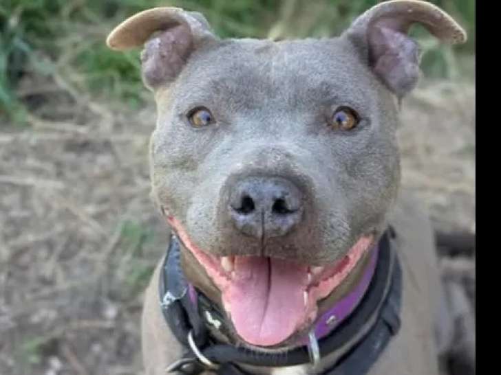 En quête d'un foyer : chienne Staffordshire Américain Terrier gris