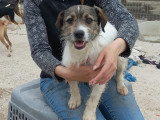 À la recherche d'une famille : chien marron et blanc
