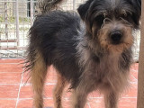 Chien noir et beige à adopter