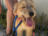 Chiot femelle de 7 mois disponible à l'adoption