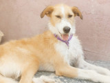 Chienne Podenco de 3 ans en attente d'adoption