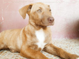 Chiot femelle de 3 mois prêt pour l’adoption