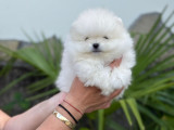 Chiots de race Loulou de Poméranie à vendre (2 femelles & 1 mâle)