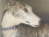 Chien Galgo Espagnol bringé en attente d'un foyer