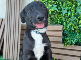 Chiot femelle de 4 mois à accueillir