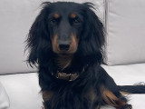 Magnifique Teckel nain LOF disponible pour saillie