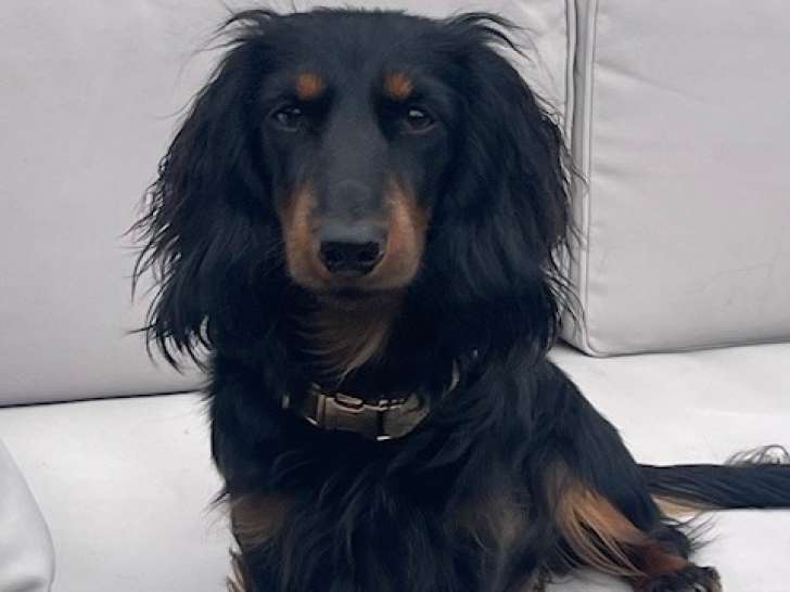 Magnifique Teckel nain LOF disponible pour saillie