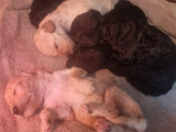 Magnifiques chiots Caniches moyens à vendre