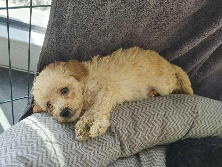 Magnifiques chiots Caniches petits moyens à vendre