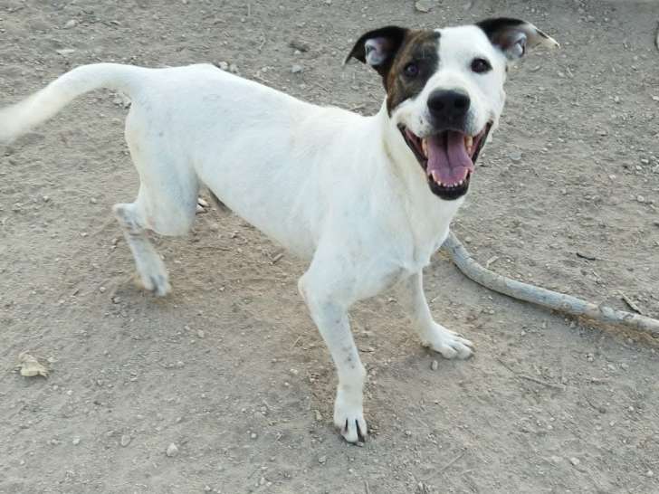 Chien de 3 ans en quête d'une famille