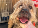 Adoption disponible : chien fauve charbonné