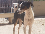 Chienne Podenco tricolore à la recherche d’une famille