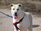 Linda, chienne merveilleuse et pourtant invisible à adopter