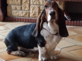 Mâle Basset Hound LOF disponible pour saillie