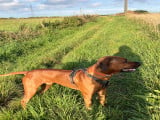 Mâle Rhodesian Ridgeback disponible pour saillie