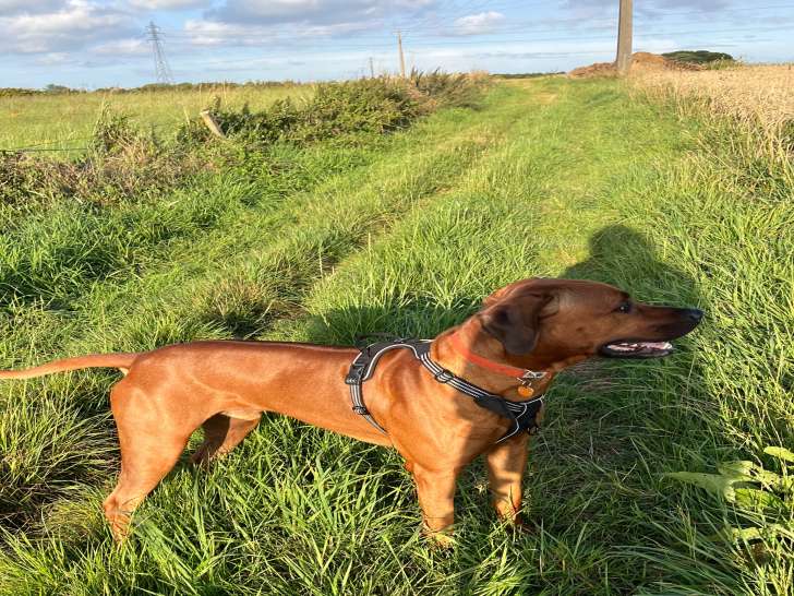 Mâle Rhodesian Ridgeback disponible pour saillie