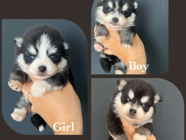 Chiot Pomsky F4 toy de parents micro et toy à vendre