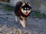 Chiot Pomsky F4 toy de parents micro et toy à vendre
