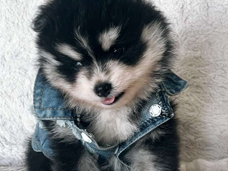 Chiot Pomsky F4 toy de parents micro et toy à vendre